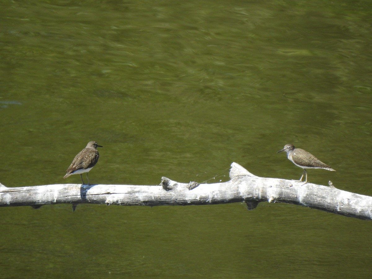 Common Sandpiper - Jorge Fernández