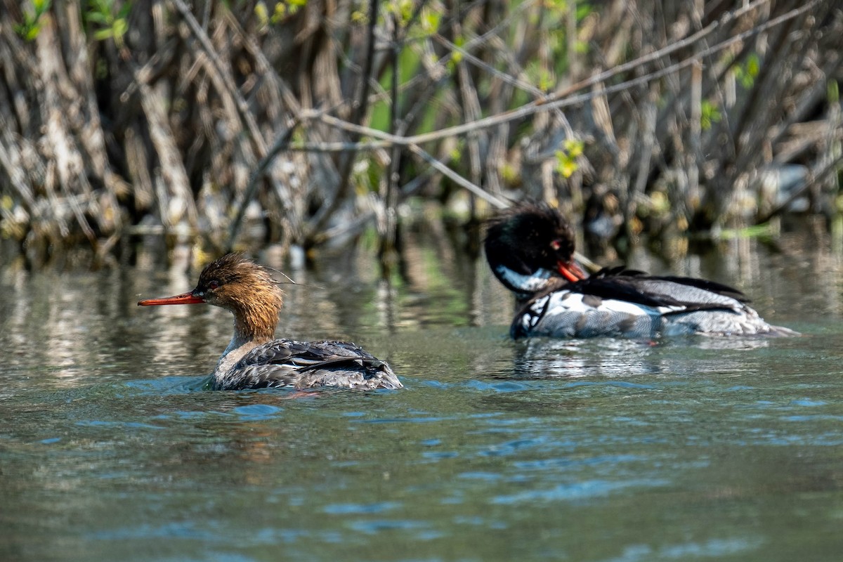 Red-breasted Merganser - Alexandr Smith