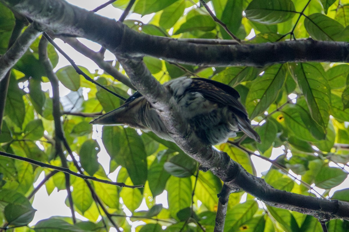 Hook-billed Kingfisher - David Spencer