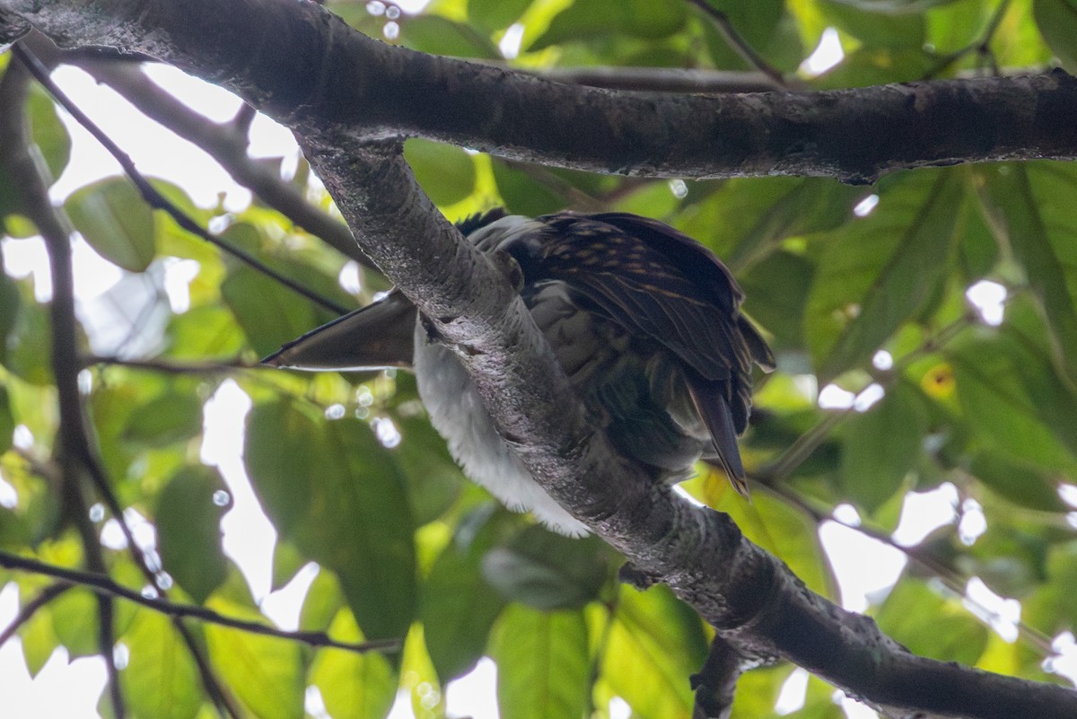 Hook-billed Kingfisher - ML622288866