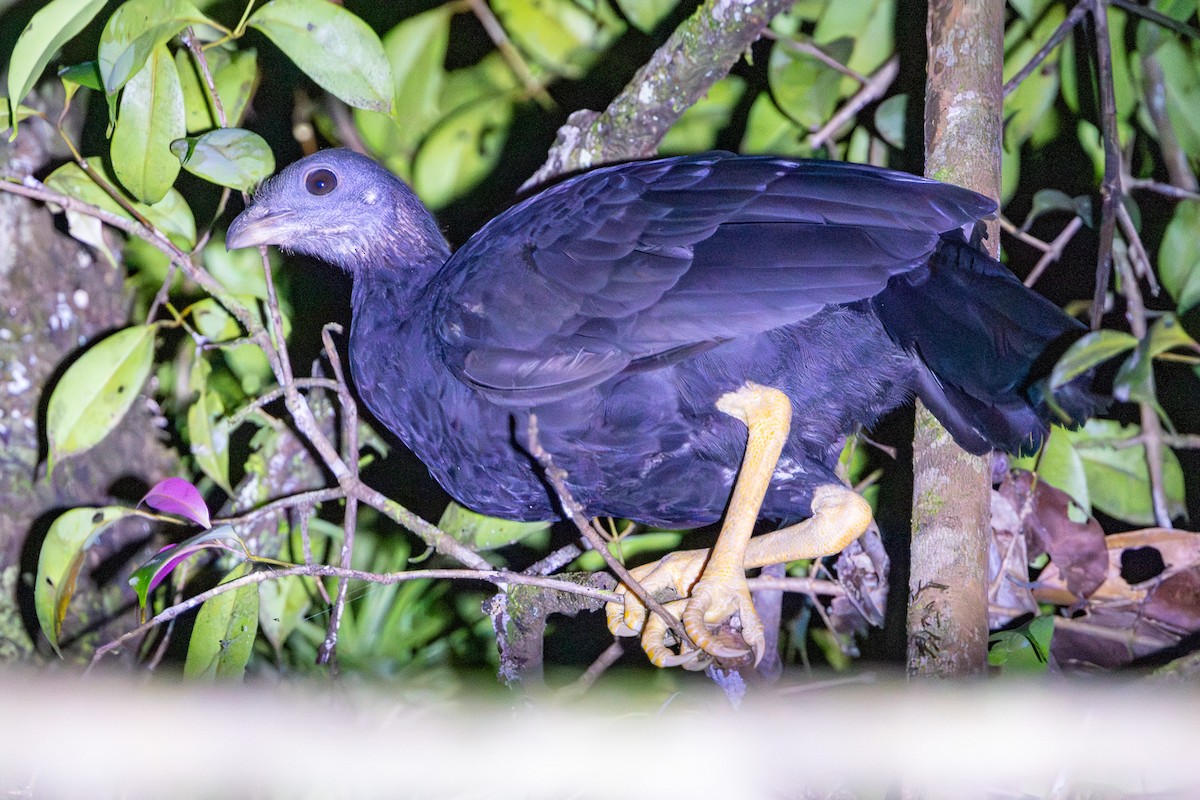 Yellow-legged Brushturkey - ML622288893