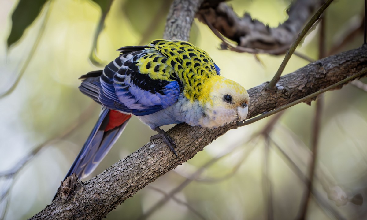 Pale-headed Rosella - ML622289064