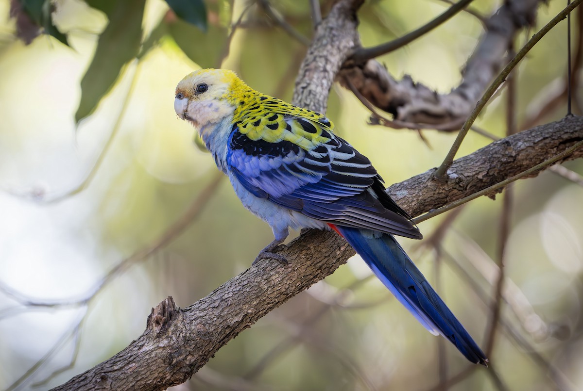 Pale-headed Rosella - ML622289066