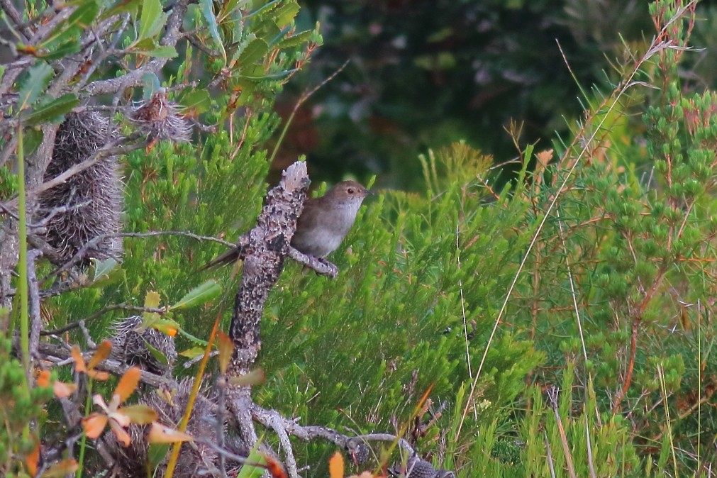 Eastern Bristlebird - Paul Lynch