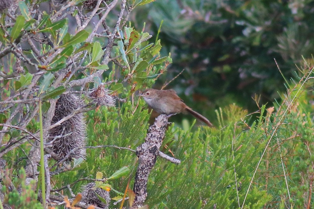 Eastern Bristlebird - ML622289068