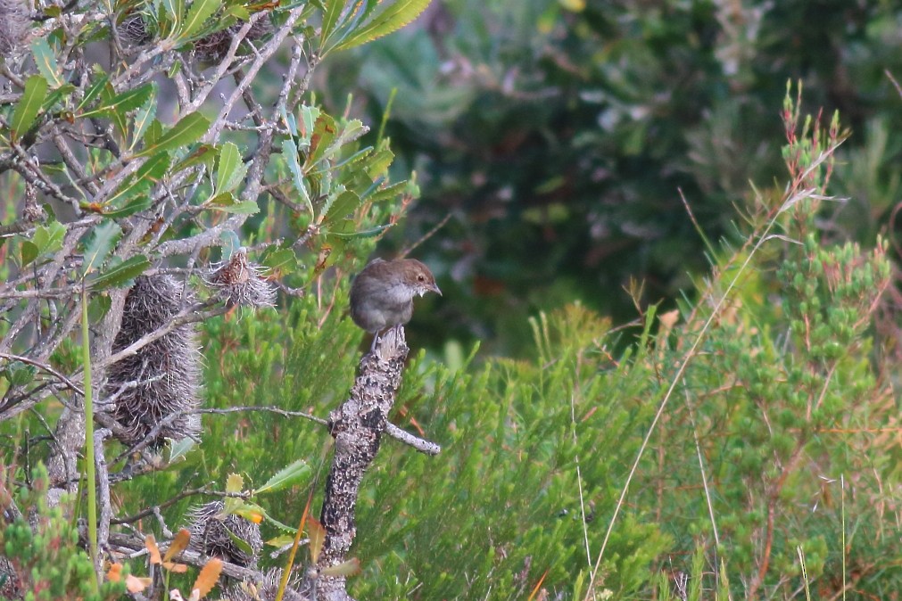 Eastern Bristlebird - ML622289069