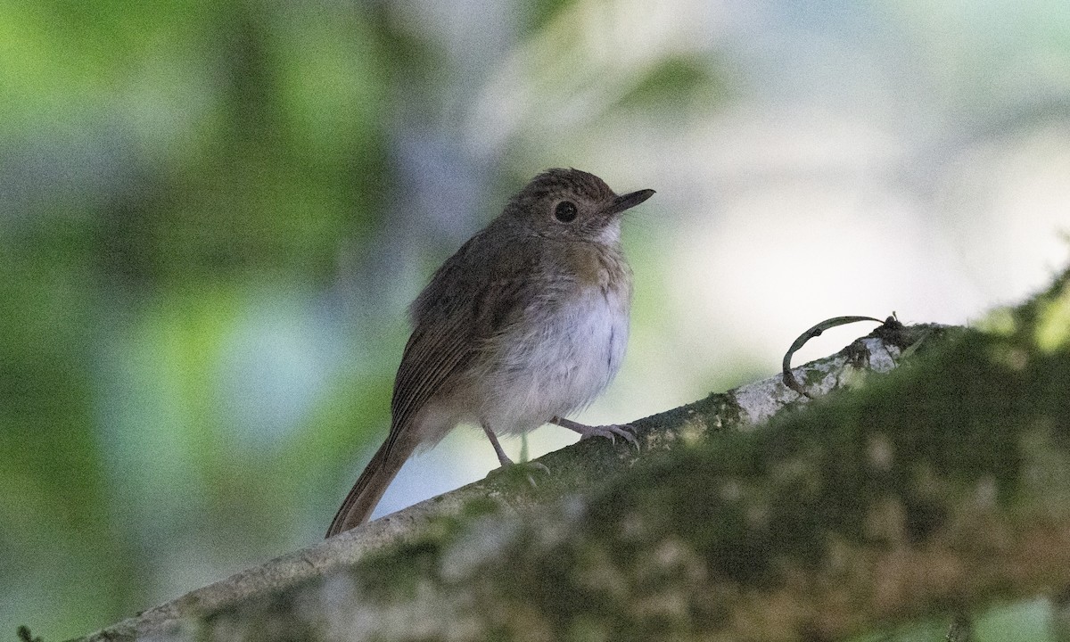 Fulvous-chested Jungle Flycatcher - ML622289104