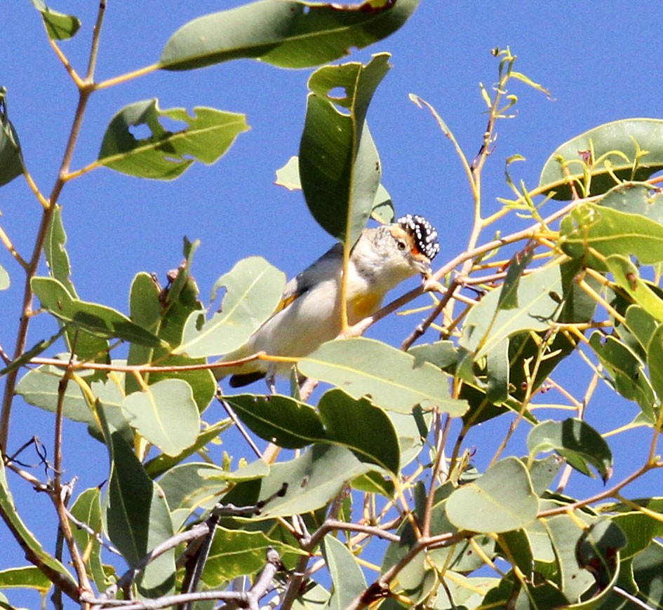 Red-browed Pardalote - Mel Mitchell