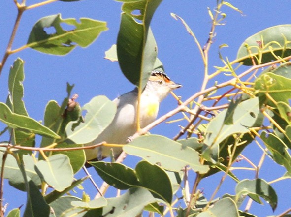 Red-browed Pardalote - ML622289175