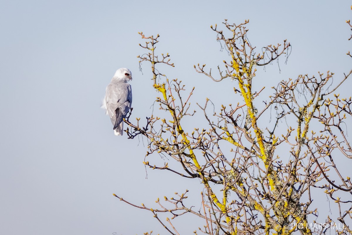 White-tailed Kite - ML622289187