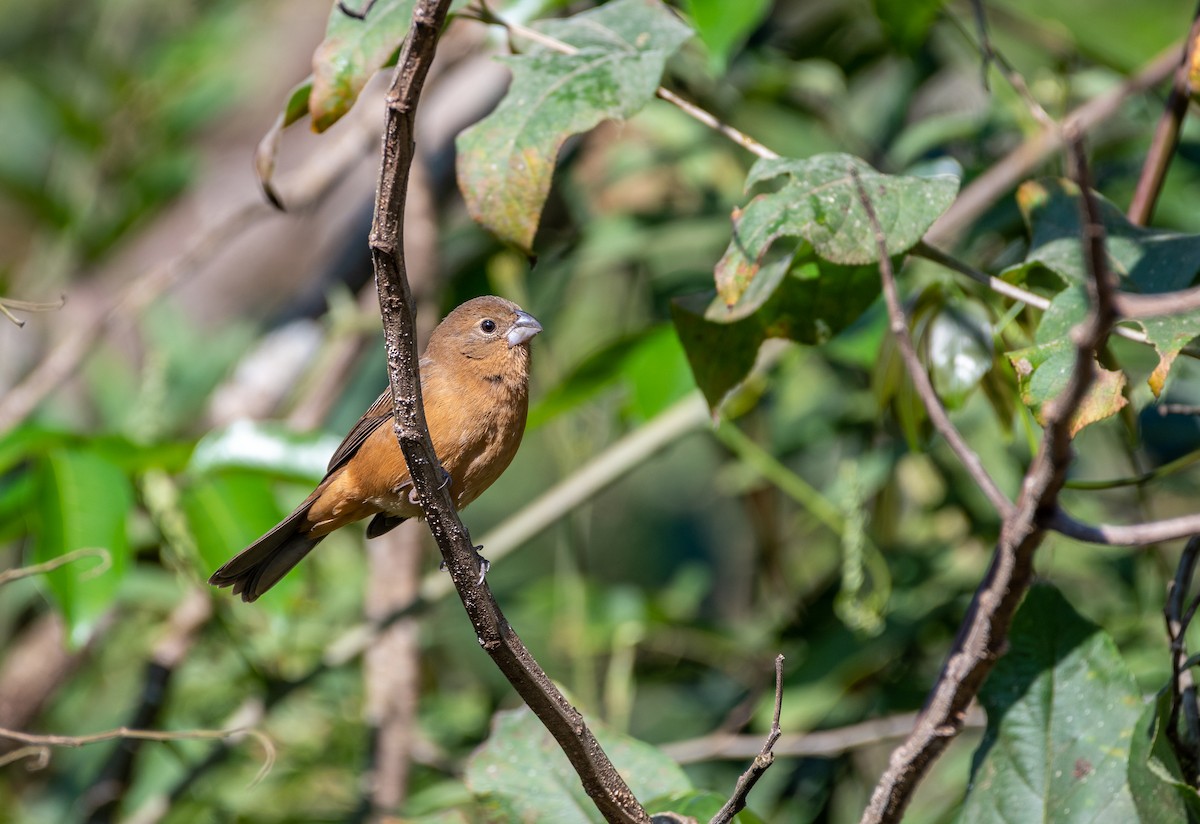 Glaucous-blue Grosbeak - ML622289223