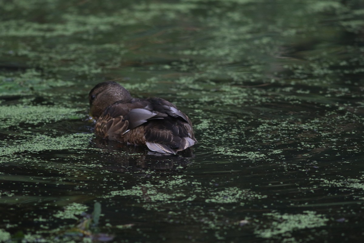 Mallard/American Black Duck - ML622289237