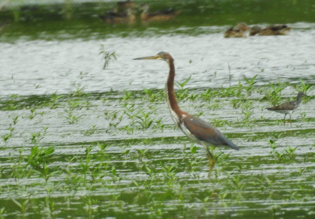 Tricolored Heron - ML622289241