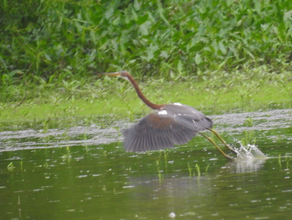 Tricolored Heron - ML622289242