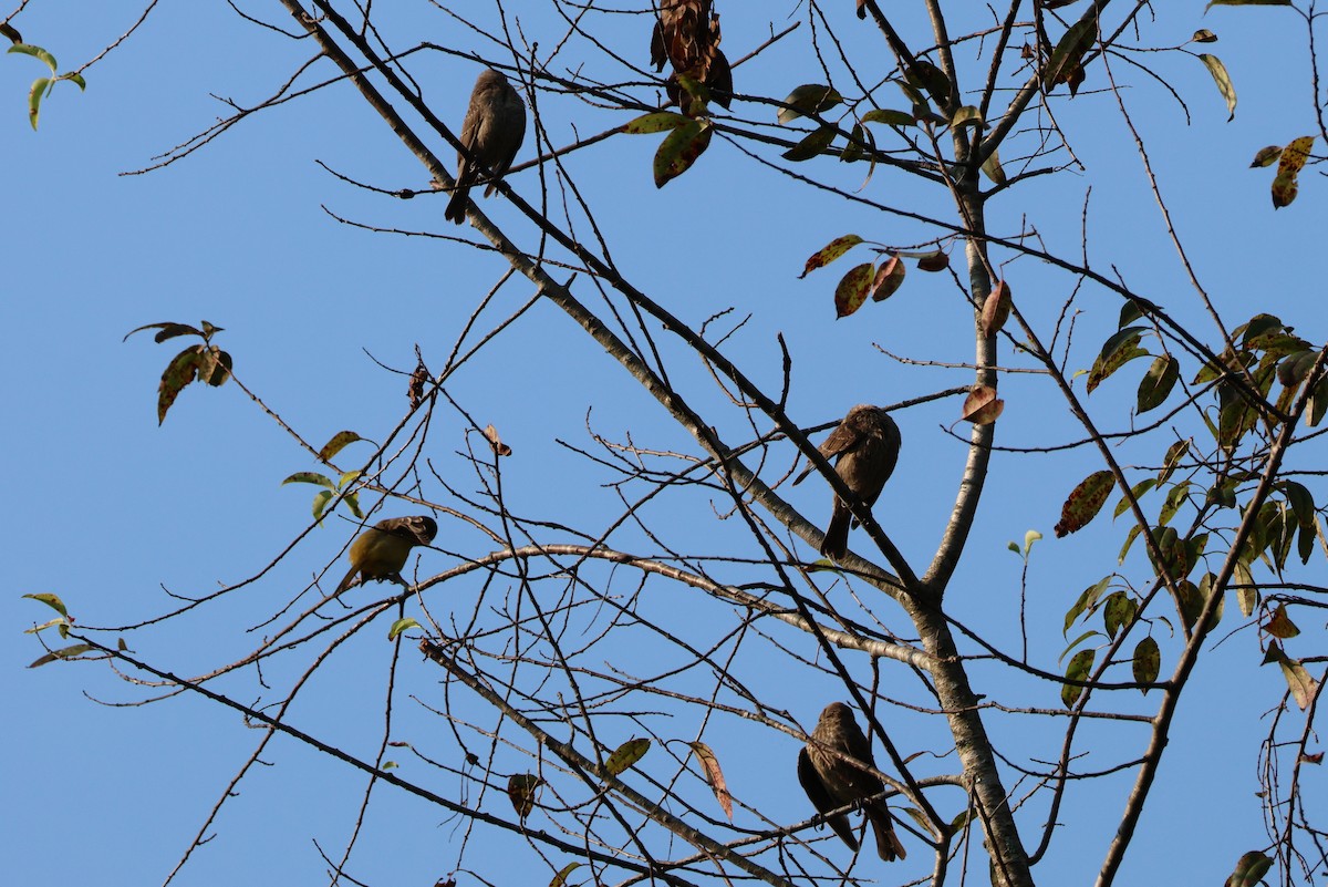 Brown-headed Cowbird - ML622289247