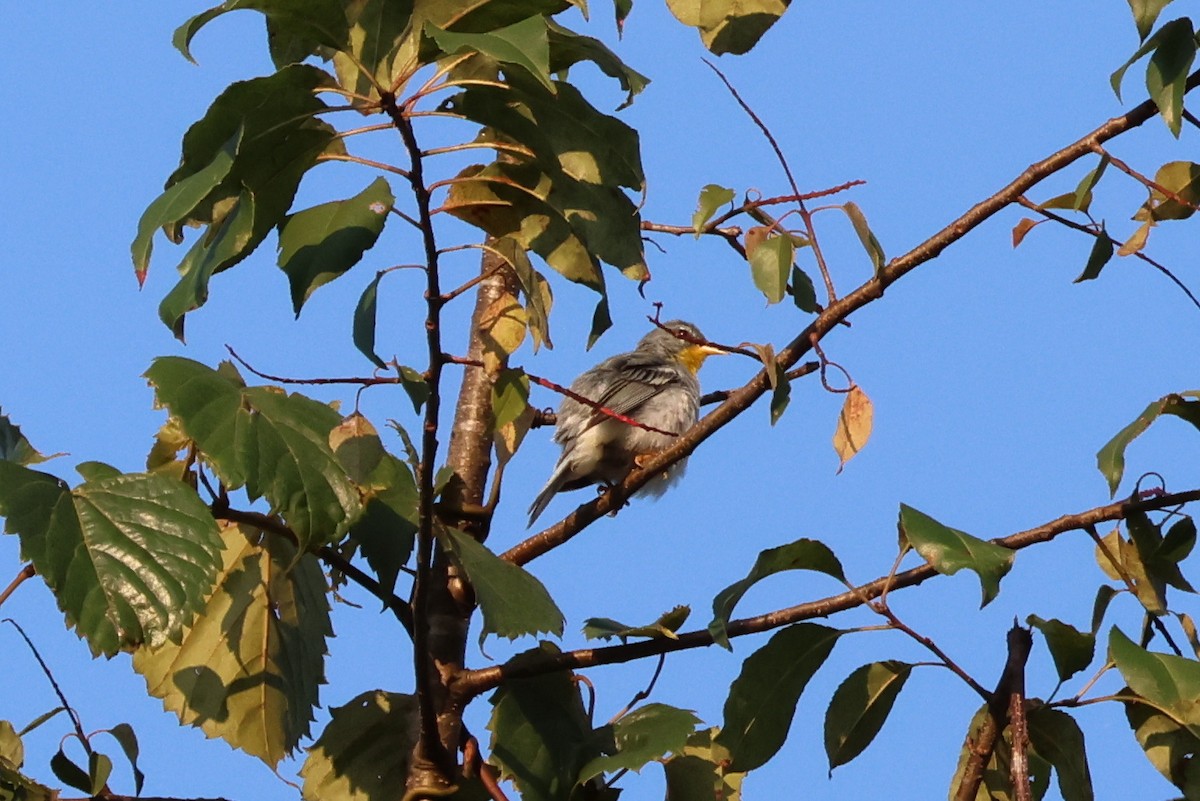 Northern Parula - ML622289261