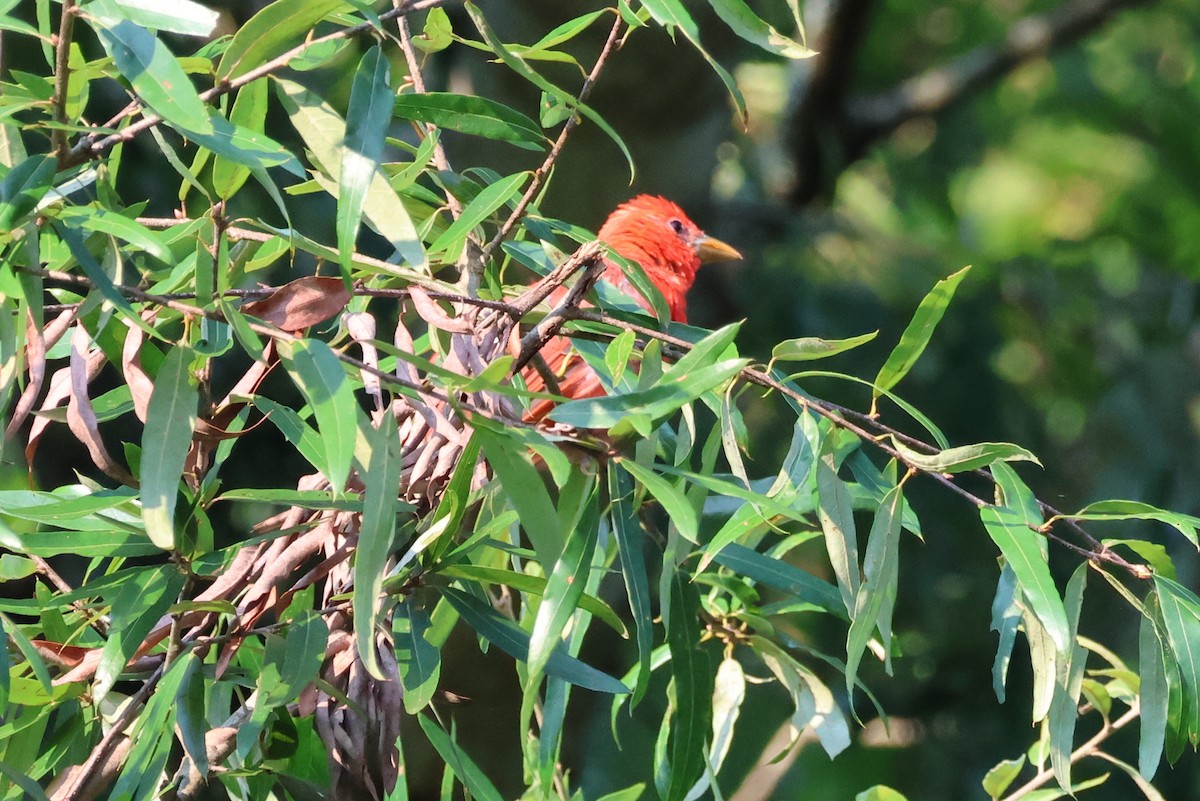 Summer Tanager - ML622289263