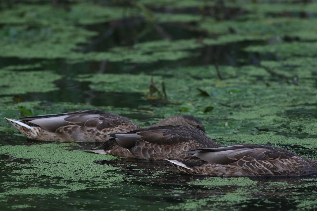 Mallard/American Black Duck - ML622289279