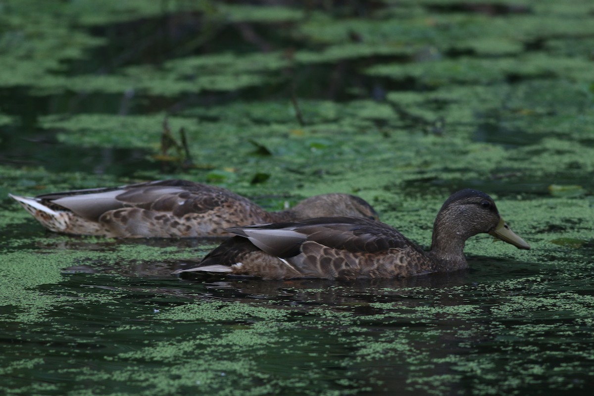 Mallard/American Black Duck - ML622289289