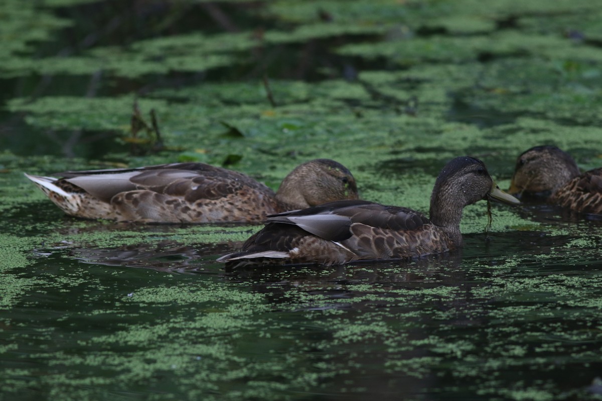 Mallard/American Black Duck - ML622289293