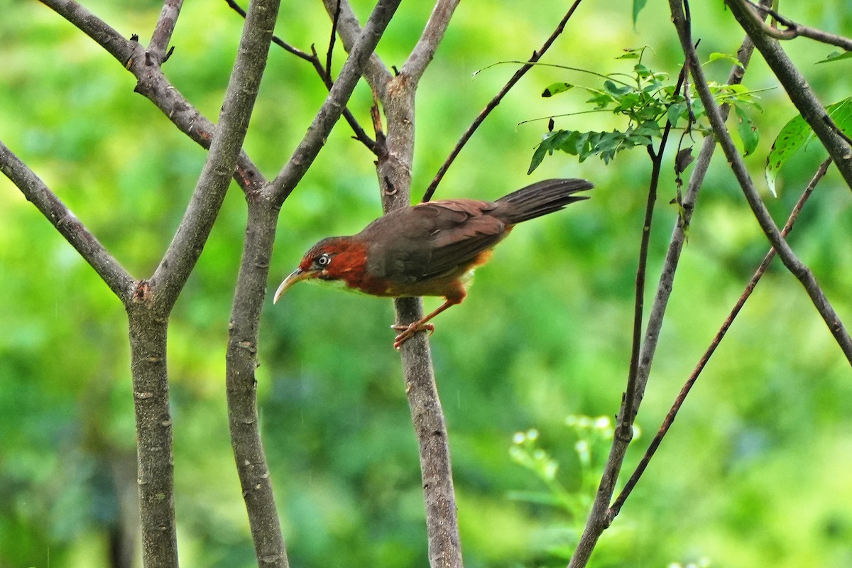 Rusty-cheeked Scimitar-Babbler - ML622289313