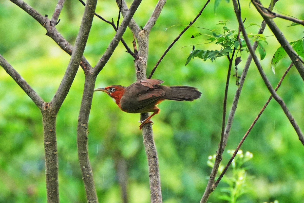 Rusty-cheeked Scimitar-Babbler - ML622289314