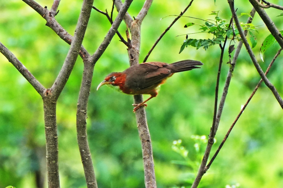 Rusty-cheeked Scimitar-Babbler - ML622289315