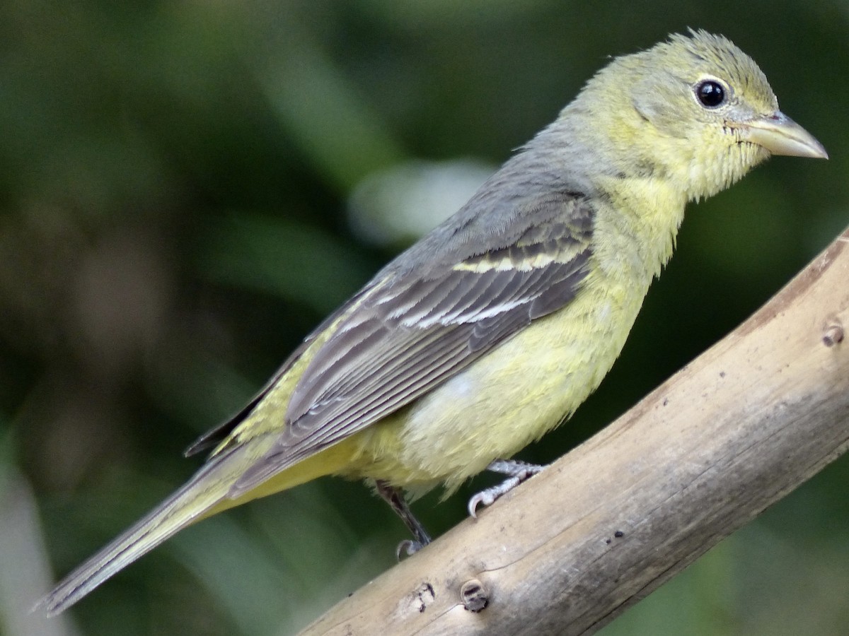 Western Tanager - ML622289520