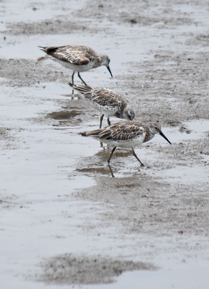 Great Knot - ML622289521