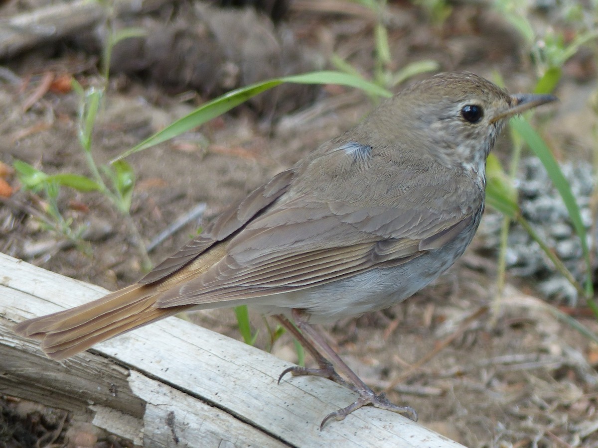 Hermit Thrush - ML622289523