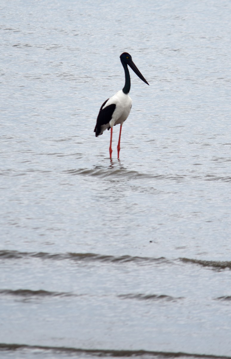 Black-necked Stork - ML622289524