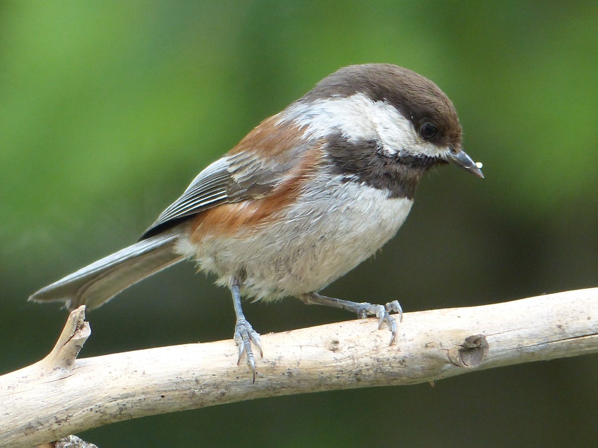 Chestnut-backed Chickadee - mark lundgren