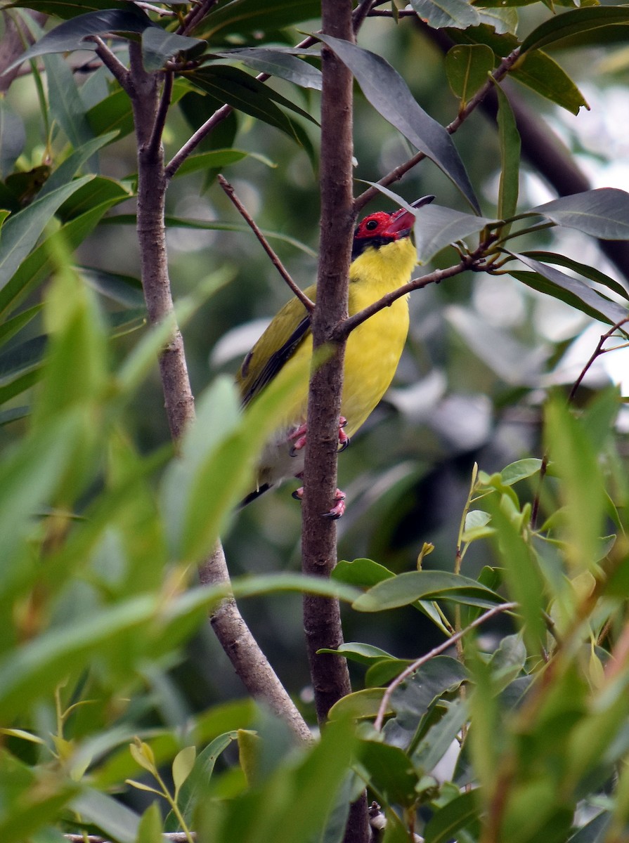 Australasian Figbird - ML622289527