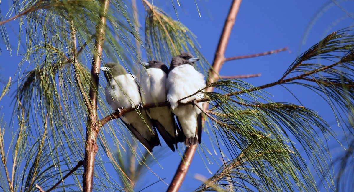 White-breasted Woodswallow - ML622289529