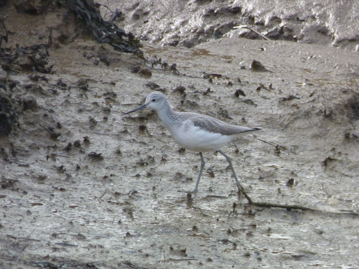 Common Greenshank - ML622289530