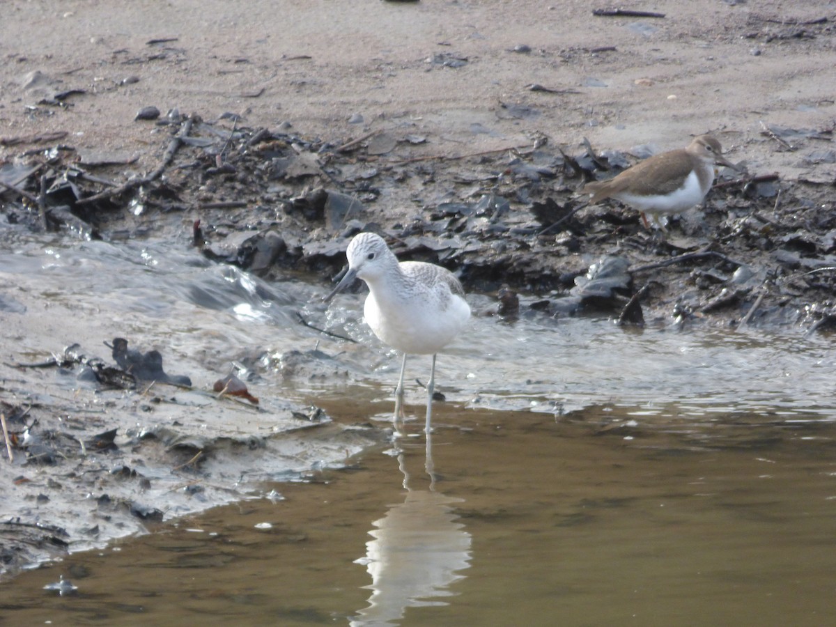 Common Greenshank - ML622289531