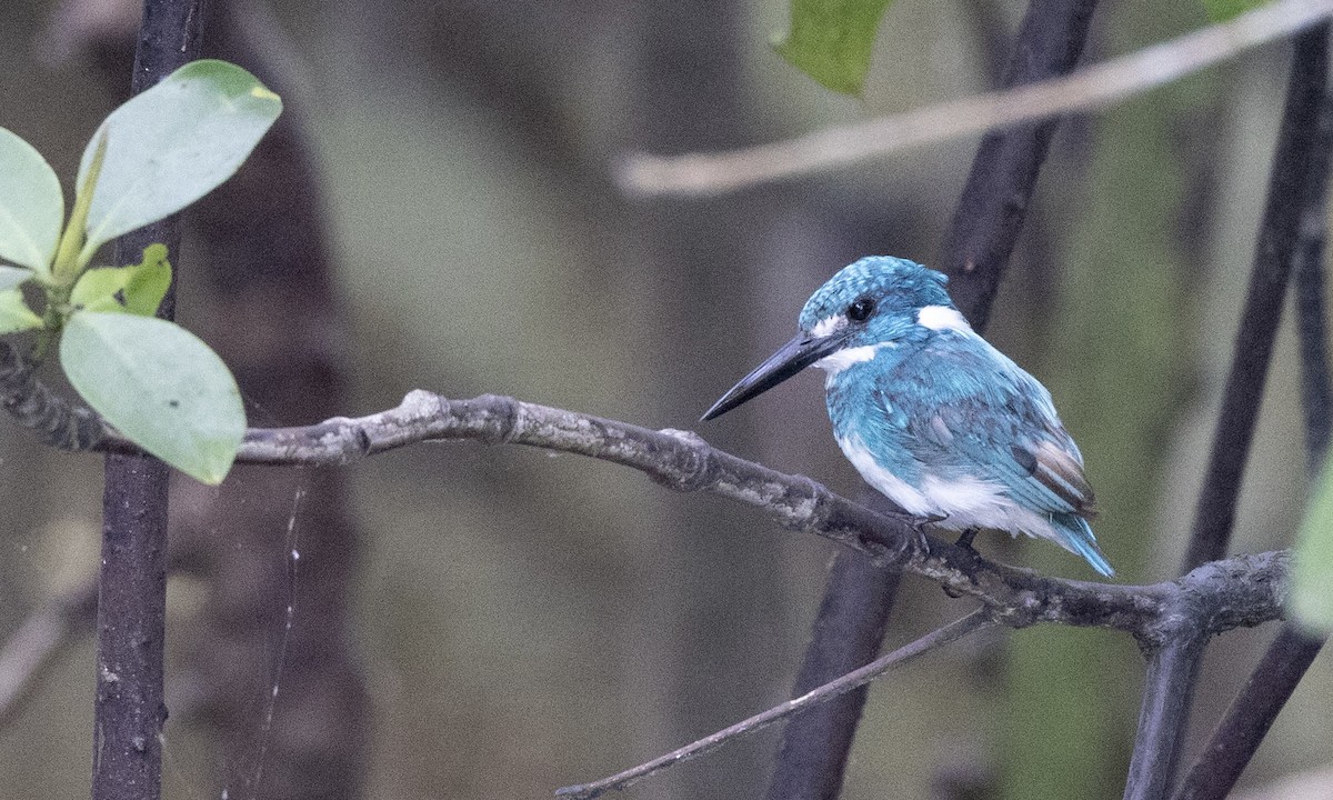 Small Blue Kingfisher - ML622289533