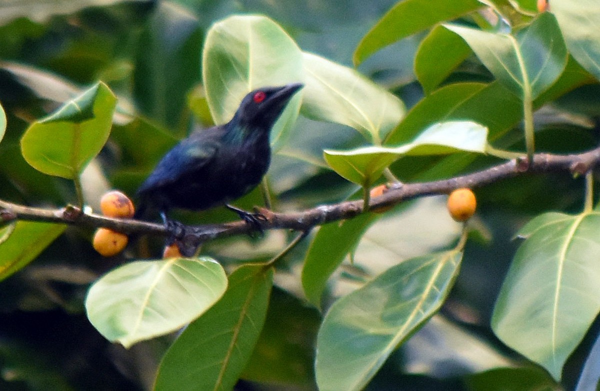 Metallic Starling - ML622289534