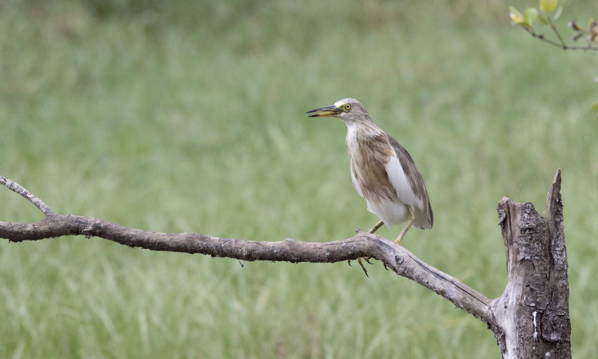 Javan Pond-Heron - ML622289538