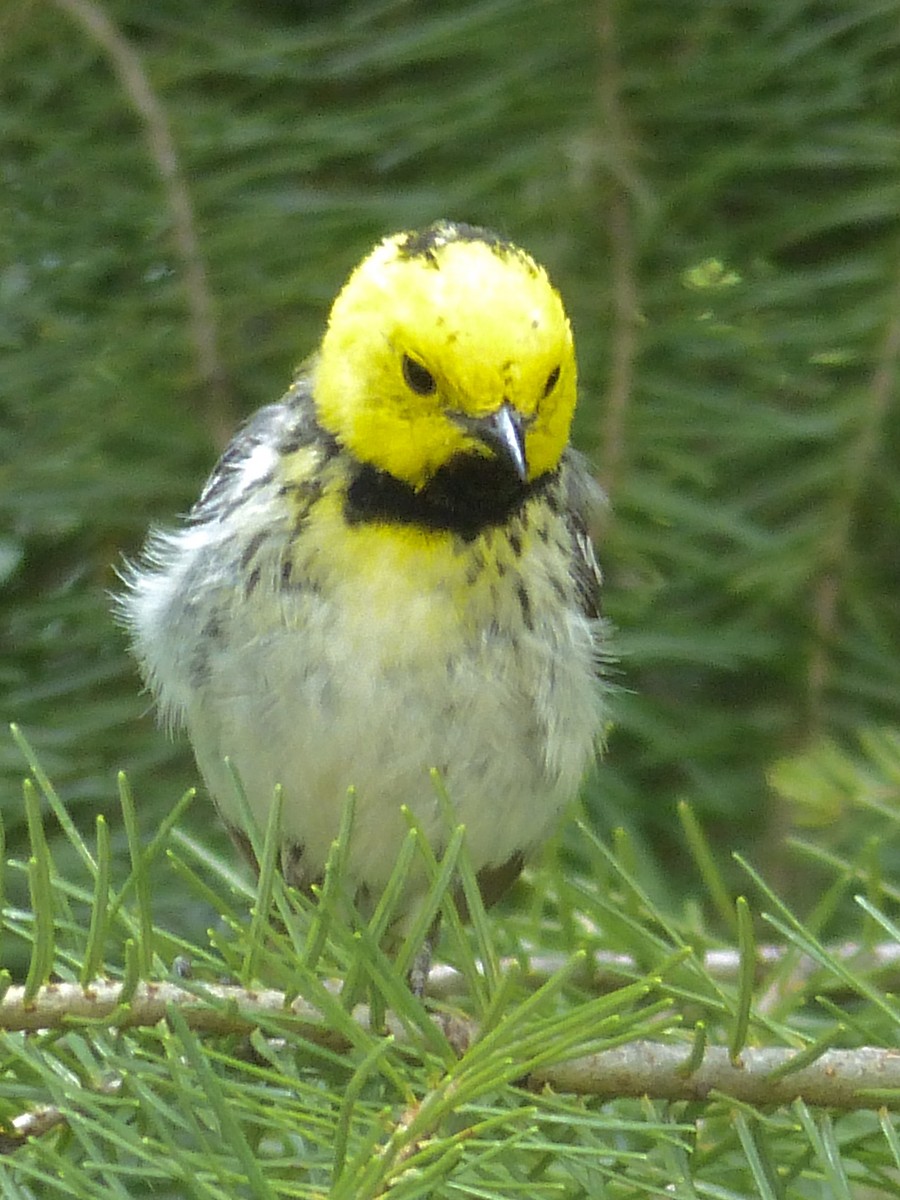 Hermit Warbler - mark lundgren