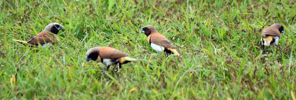 Chestnut-breasted Munia - ML622289540