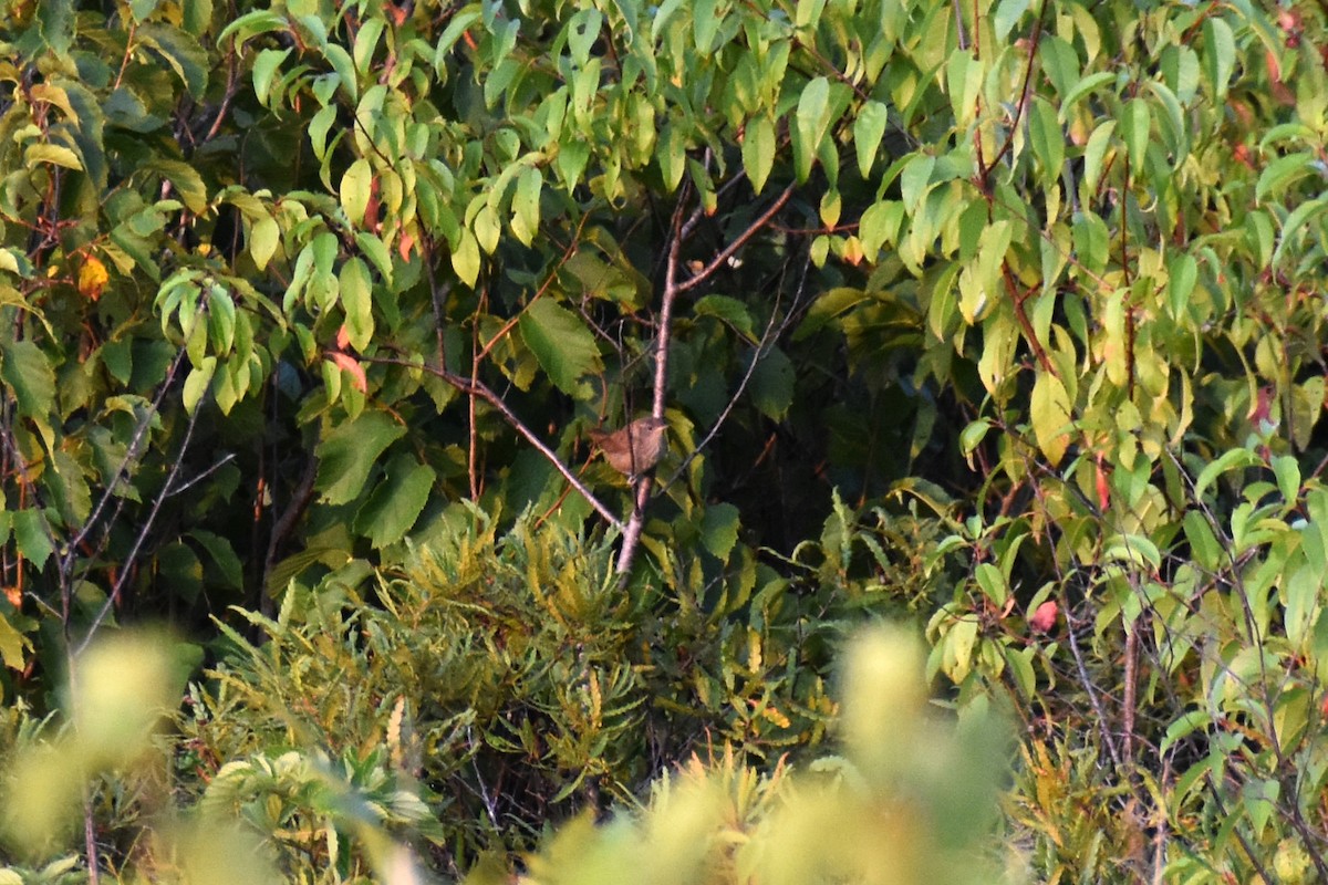 House Wren - Travis Pryor