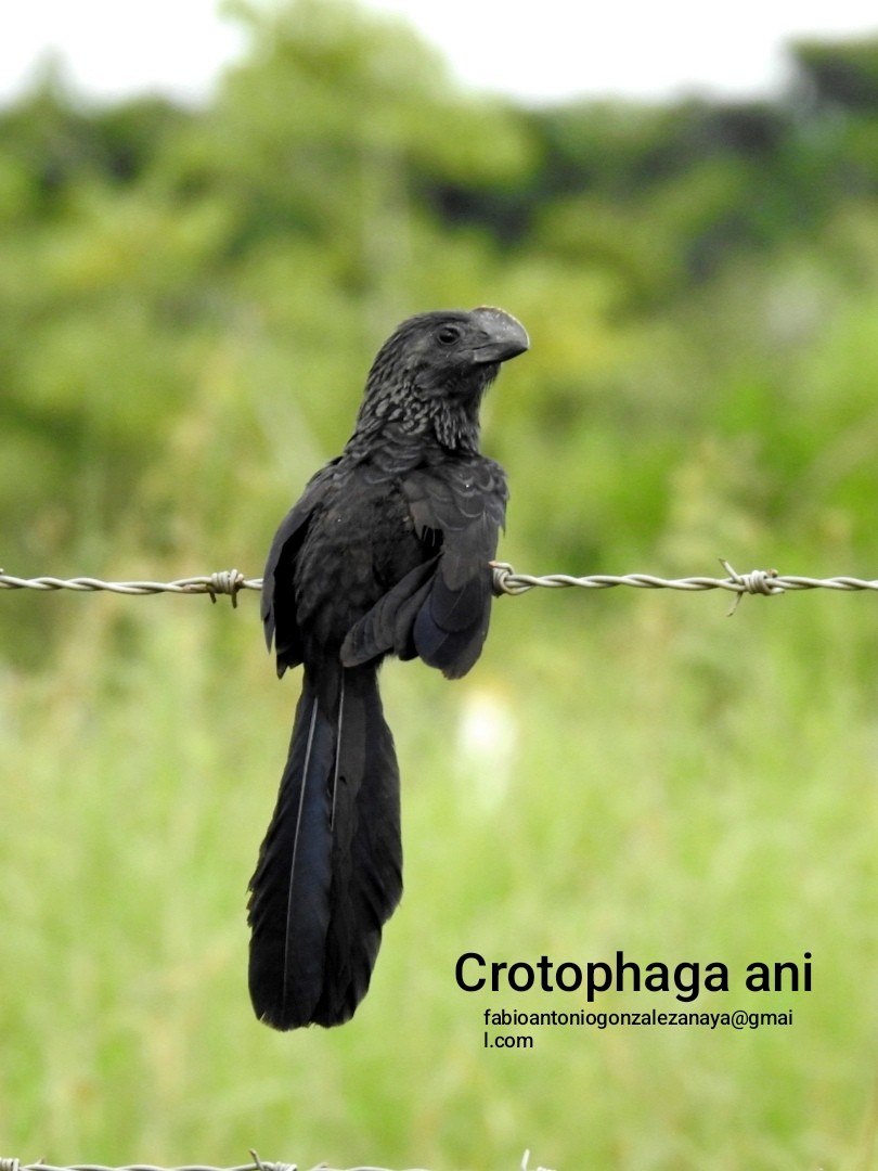 Smooth-billed Ani - ML622289546