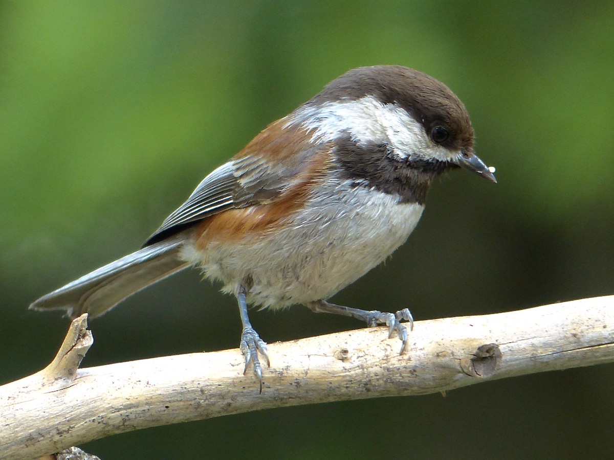 Chestnut-backed Chickadee - mark lundgren