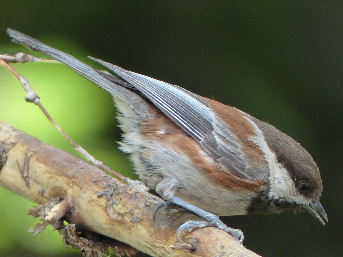 Chestnut-backed Chickadee - ML622289550