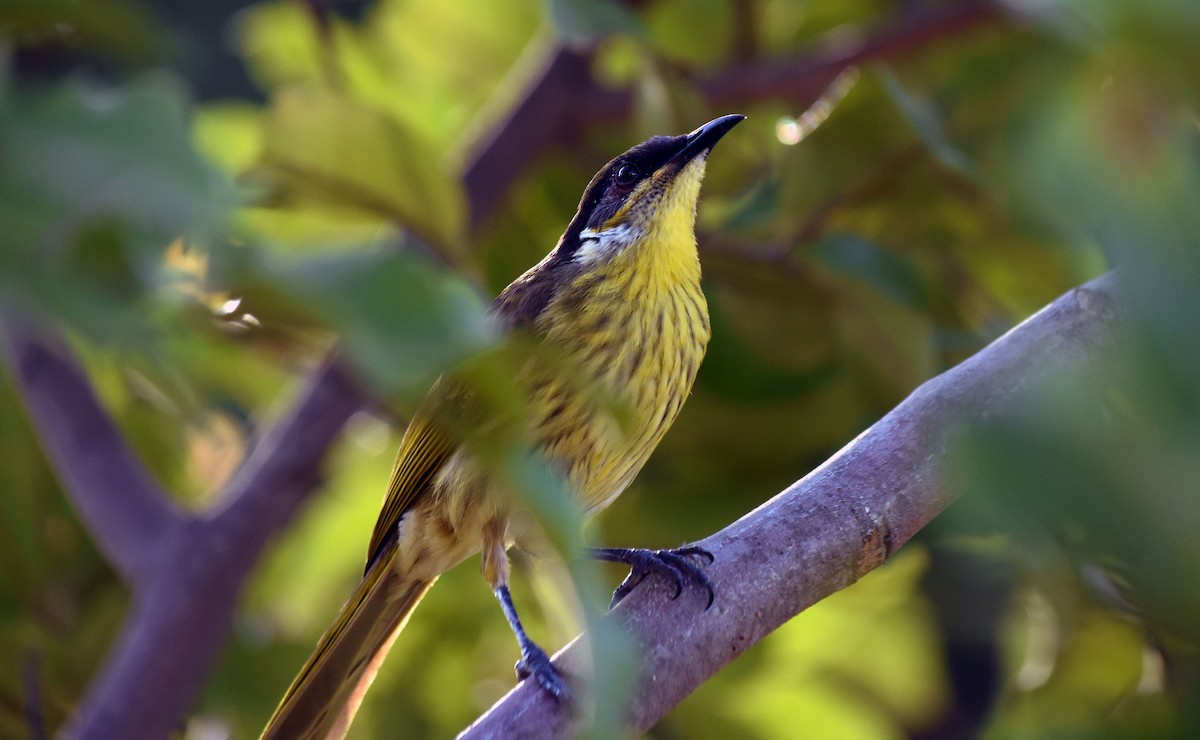 Varied Honeyeater - ML622289551