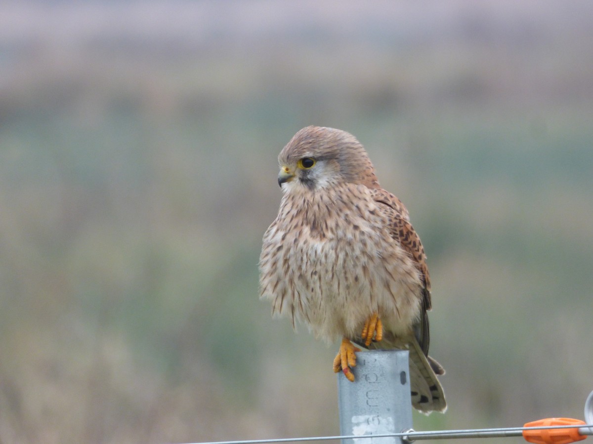 Eurasian Kestrel - ML622289552