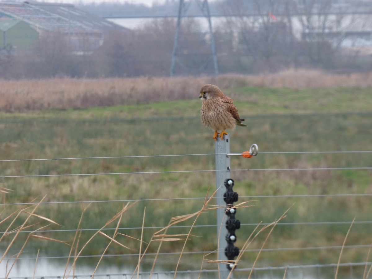 Eurasian Kestrel - ML622289553