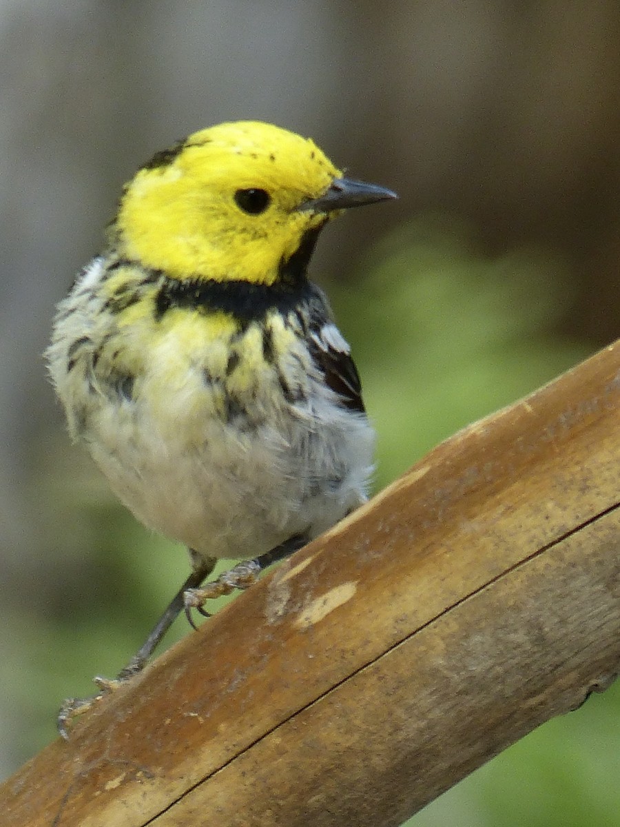 Hermit Warbler - ML622289556