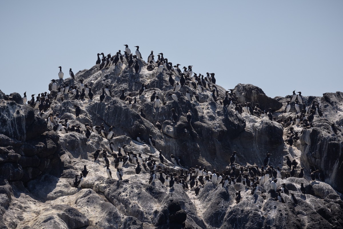 Common Murre - Jill Dale